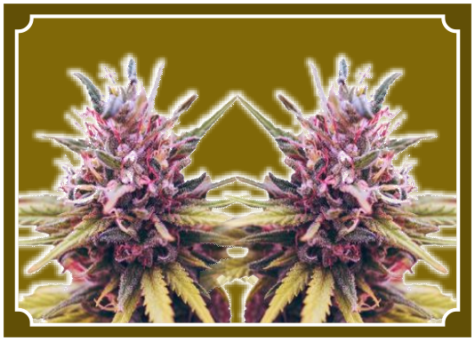 Zkittlez Feminized